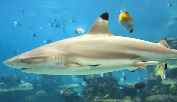 Feed The Fish And Meet The Sharks700x500